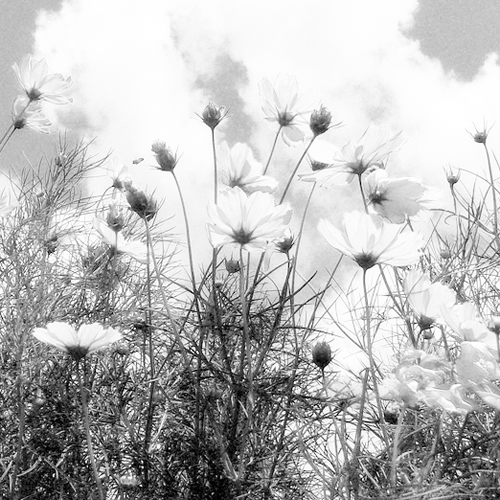 Fotografía en blanco y negro de un paisaje de día, se ve un sembrado de flores, al fondo el cielo