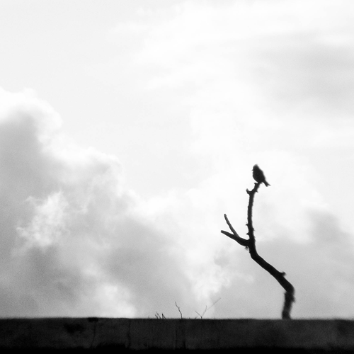 Fotografía en blanco y negro de un paisaje, cielo, rama de un árbol y un pájaro posado en la rama