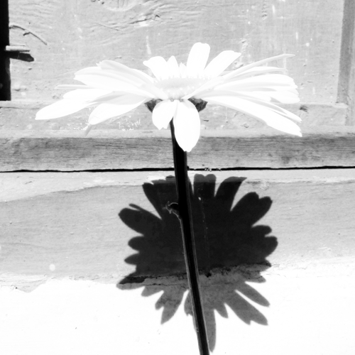 Fotografía en blanco y negro de una flor