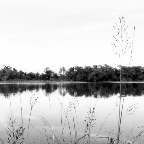 Fotografía en blanco y negro paisaje natural luz de día, en primer plano tallos de plantas, al fonfo una un lago, al fondo vegetación y el cielo